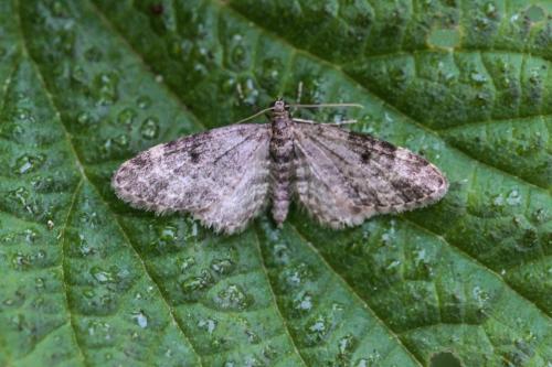 Réf. 301 963 : Eupithecia tantillaria